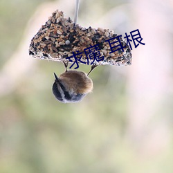 求魔 耳根