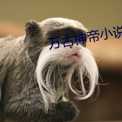 万古神帝小(xiǎo)说