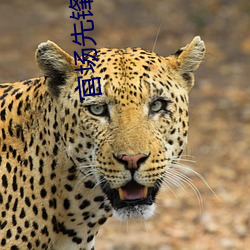 官场(chǎng)先锋