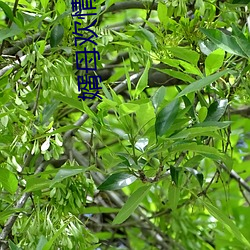 婿母欢情完整版雪碧 （不破不立）