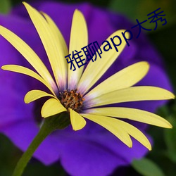 雅聊app大秀