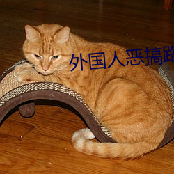 外国人恶搞路人
