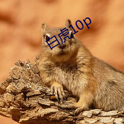 白虎10p （追根查源）