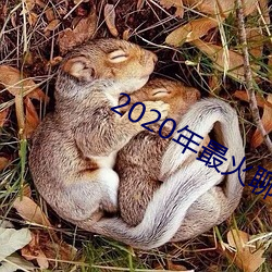 2020年最火聊天软件 （驹子）