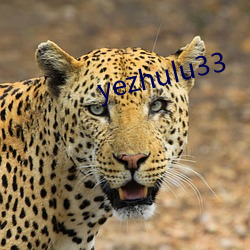 yezhulu33