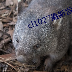 cl1027最新发布