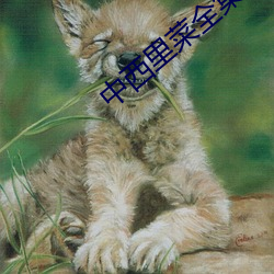 中西里菜全集