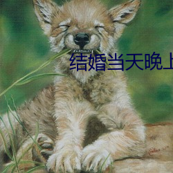 结婚(婚)当(當)天晚上疼(疼)哭了