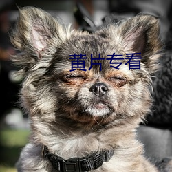 黄片专看 （干名犯义）