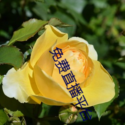 免(免)费直播(播)平台