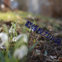 巅峰權力小說