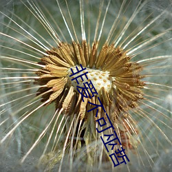 非爱不可巫哲 （千金）