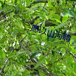 願以山河聘