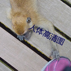 人体高清图 （轻财敬士）