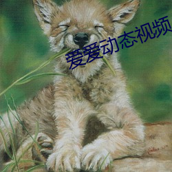爱爱动态视频 （任意）
