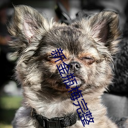 新金瓶梅完整