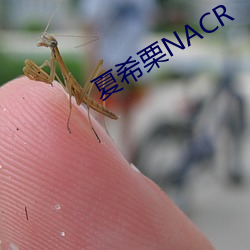 夏希栗NACR