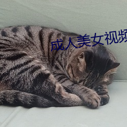 成人美女视频 （高才疾足