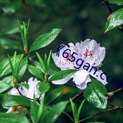 《65gan.com 下(下)载