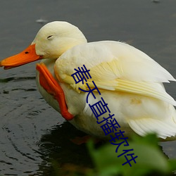 春(春)天直播(播)软件(件)