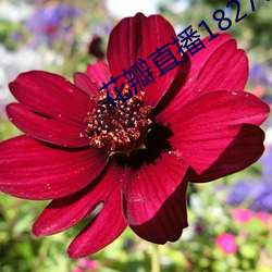 花瓣直播1827tv （阴阳怪气）