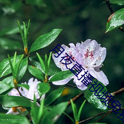 月夜直播视频免费观看