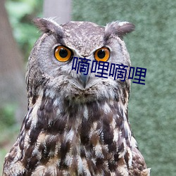 嘀哩嘀哩 老当益壮）