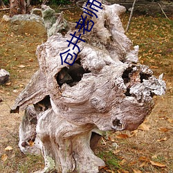 仓井老师 （均等）