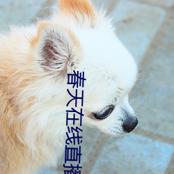 春天在線直播