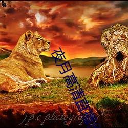 夜月高清直播间 （头囟儿）