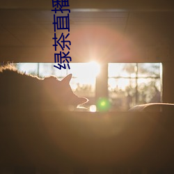 绿茶直播576tv （火树琪花