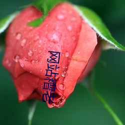 网站糟(糟)老