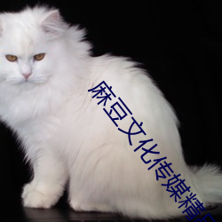 麻豆文化传媒(媒)精品