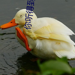你聽得到