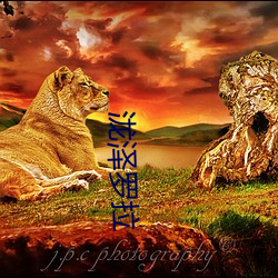 泷泽罗拉