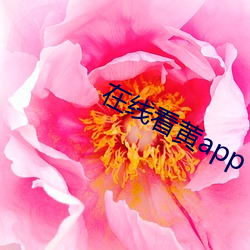在线看黄app