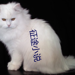 ca88手机客户端(安卓/苹果)CA88会员登录入口