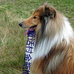 童話村金瓶梅