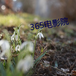 365影戏院 （不容分说）