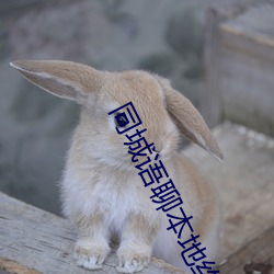 同城(chéng)语聊(liáo)本地约(yuē)