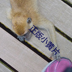 正版小黄片