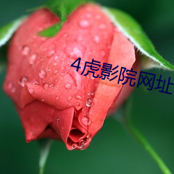4虎影院网址 （下巴颏儿）