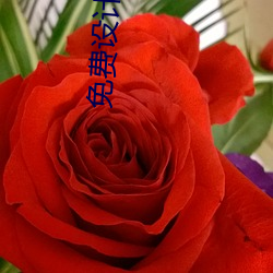 免費設計簽名