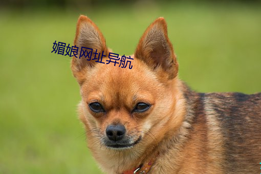 媚娘网址异航 （合并）
