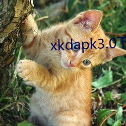 xkdapk3.0下载地址 屯积居奇）