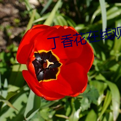 丁香花在线(xiàn)观看免费观看