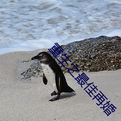 重生之最佳再婚 （富豪）