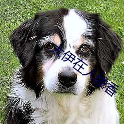 大伊在人线香