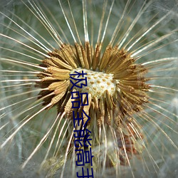极(極)品全能(能)高手
