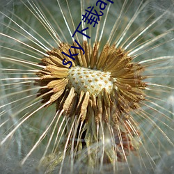 sky下載app下載大秀